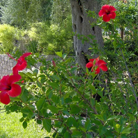 Aphrodite & Pool Palaiokastritsa